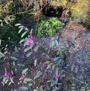 Indigofera australis subsp. australis at Macquarie, ACT - 11 Sep 2021