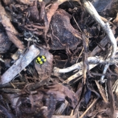 Illeis galbula (Fungus-eating Ladybird) at Belconnen, ACT - 11 Sep 2021 by Dora