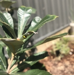 Illeis galbula at Belconnen, ACT - 11 Sep 2021 12:09 PM