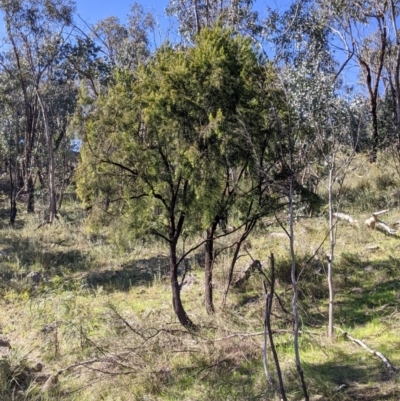 Exocarpos cupressiformis (Cherry Ballart) at Nail Can Hill - 11 Sep 2021 by Darcy