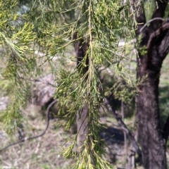 Exocarpos cupressiformis at West Albury, NSW - 11 Sep 2021 02:59 PM