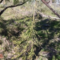 Exocarpos cupressiformis at West Albury, NSW - 11 Sep 2021 02:59 PM