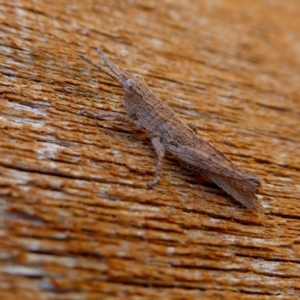 Coryphistes ruricola at Yass River, NSW - 11 Sep 2021