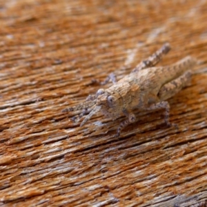 Coryphistes ruricola at Yass River, NSW - 11 Sep 2021