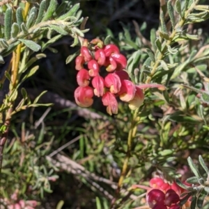 Grevillea lanigera at West Albury, NSW - 11 Sep 2021 03:01 PM