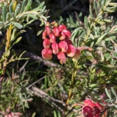 Grevillea lanigera (Woolly Grevillea) at Nail Can Hill - 11 Sep 2021 by Darcy