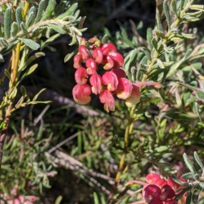 Grevillea lanigera (Woolly Grevillea) at Nail Can Hill - 11 Sep 2021 by Darcy
