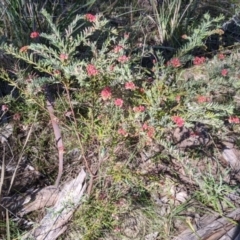 Grevillea lanigera at West Albury, NSW - 11 Sep 2021 03:01 PM