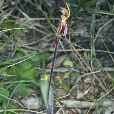 Caladenia actensis (Canberra Spider Orchid) at Mount Majura - 11 Sep 2021 by jb2602