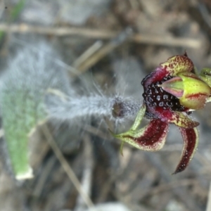 Caladenia actensis at suppressed - 11 Sep 2021