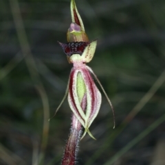 Caladenia actensis at suppressed - suppressed