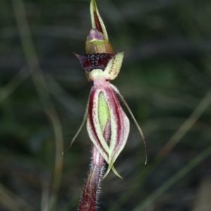 Caladenia actensis at suppressed - suppressed