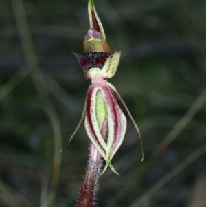 Caladenia actensis at suppressed - 11 Sep 2021