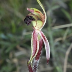 Caladenia actensis at suppressed - 11 Sep 2021