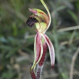 Caladenia actensis at suppressed - suppressed