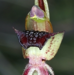 Caladenia actensis at suppressed - suppressed