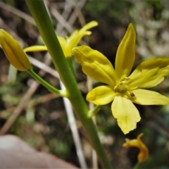 Bulbine glauca (Rock Lily) at Tuggeranong DC, ACT - 11 Sep 2021 by JohnBundock