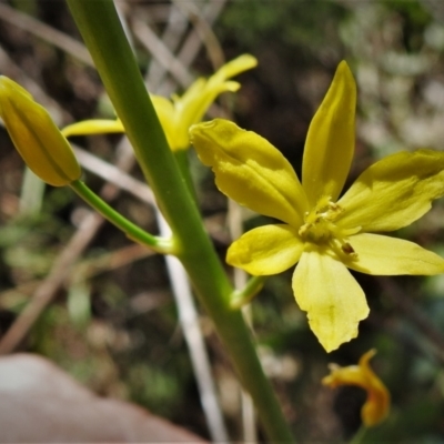 Bulbine glauca (Rock Lily) at Tuggeranong DC, ACT - 11 Sep 2021 by JohnBundock