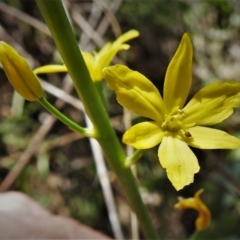 Bulbine glauca (Rock Lily) at Bullen Range - 11 Sep 2021 by JohnBundock