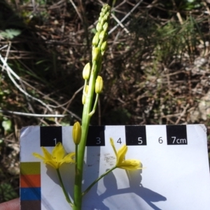 Bulbine glauca at Tuggeranong DC, ACT - 11 Sep 2021