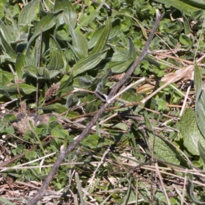 Candalides heathi (Rayed Blue) at Red Hill Nature Reserve - 11 Sep 2021 by RAllen