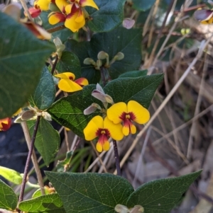 Platylobium formosum at West Albury, NSW - 11 Sep 2021