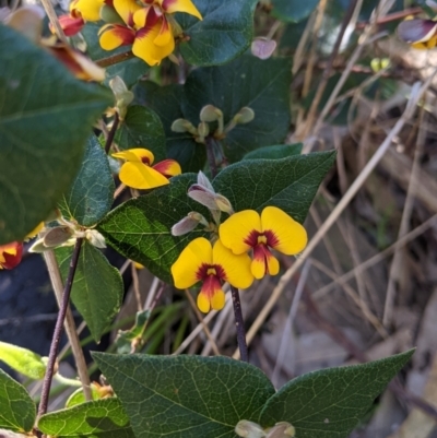 Platylobium formosum (Handsome Flat Pea) at Albury - 11 Sep 2021 by Darcy