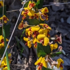 Platylobium formosum at West Albury, NSW - 11 Sep 2021