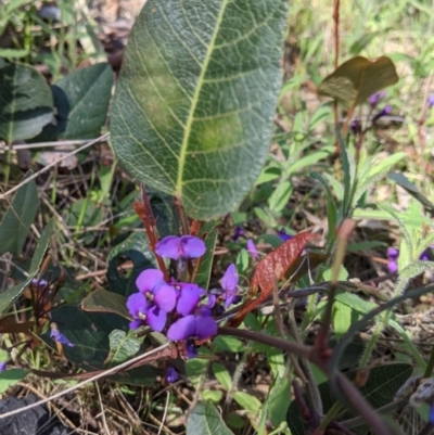 Hardenbergia violacea (False Sarsaparilla) at Nail Can Hill - 11 Sep 2021 by Darcy