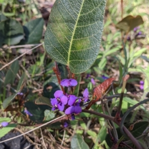 Hardenbergia violacea at West Albury, NSW - 11 Sep 2021 03:06 PM