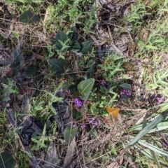 Hardenbergia violacea at West Albury, NSW - 11 Sep 2021 03:06 PM