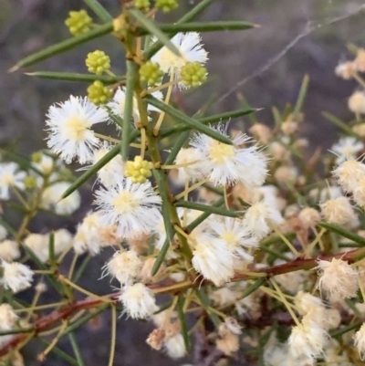 Acacia genistifolia (Early Wattle) at Flea Bog Flat, Bruce - 11 Sep 2021 by JVR