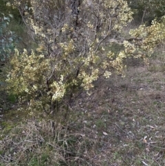 Acacia genistifolia at Bruce, ACT - 11 Sep 2021