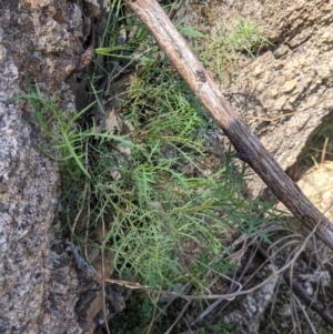 Isotoma axillaris at West Albury, NSW - 11 Sep 2021