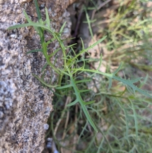 Isotoma axillaris at West Albury, NSW - 11 Sep 2021 03:07 PM