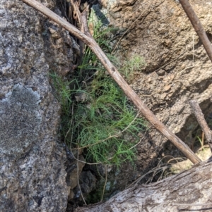 Isotoma axillaris at West Albury, NSW - 11 Sep 2021 03:07 PM