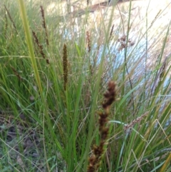 Carex appressa at Greenleigh, NSW - 11 Sep 2021
