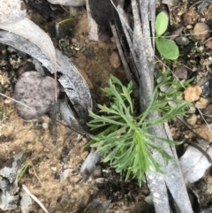 Vittadinia muelleri (Narrow-leafed New Holland Daisy) at Belconnen, ACT - 10 Sep 2021 by Dora