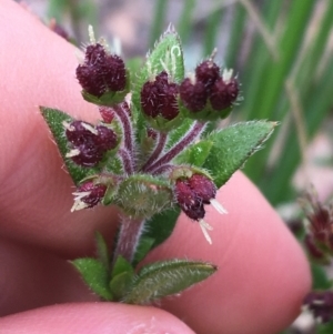 Pomax umbellata at Downer, ACT - 10 Sep 2021