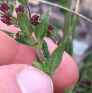 Pomax umbellata at Downer, ACT - 10 Sep 2021