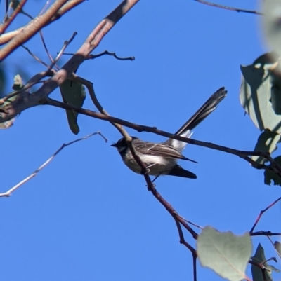 Rhipidura albiscapa (Grey Fantail) at West Albury, NSW - 11 Sep 2021 by Darcy