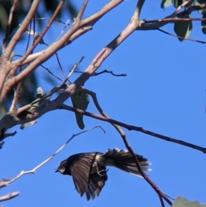 Rhipidura albiscapa at West Albury, NSW - 11 Sep 2021