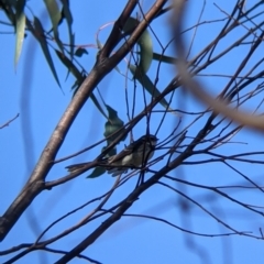 Rhipidura albiscapa at West Albury, NSW - 11 Sep 2021