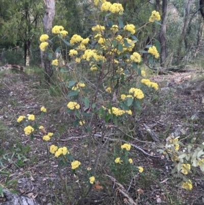 Pomaderris intermedia (Golden Pomaderris) at Black Mountain - 10 Sep 2021 by Ned_Johnston