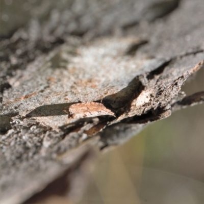 Unidentified Leafhopper or planthopper (Hemiptera, several families) at Symonston, ACT - 11 Sep 2021 by RAllen