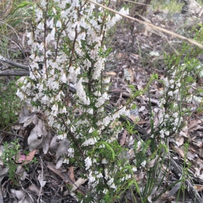 Leucopogon fletcheri subsp. brevisepalus (Twin Flower Beard-Heath) at Black Mountain - 10 Sep 2021 by Ned_Johnston
