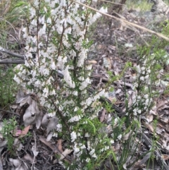 Leucopogon fletcheri subsp. brevisepalus (Twin Flower Beard-Heath) at Downer, ACT - 10 Sep 2021 by Ned_Johnston