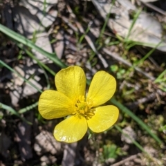 Ranunculus lappaceus (Australian Buttercup) at Nail Can Hill - 11 Sep 2021 by Darcy