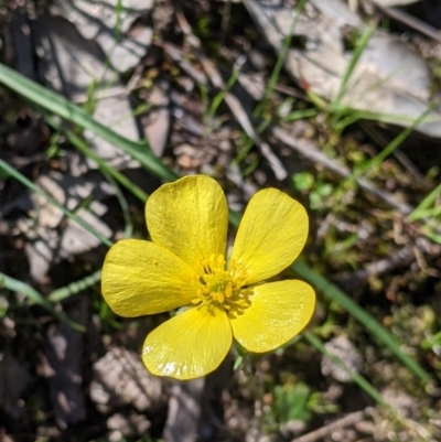 Ranunculus lappaceus (Australian Buttercup) at West Albury, NSW - 11 Sep 2021 by Darcy