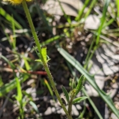 Ranunculus lappaceus at West Albury, NSW - 11 Sep 2021